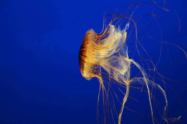 Jellyfish in blue ocean