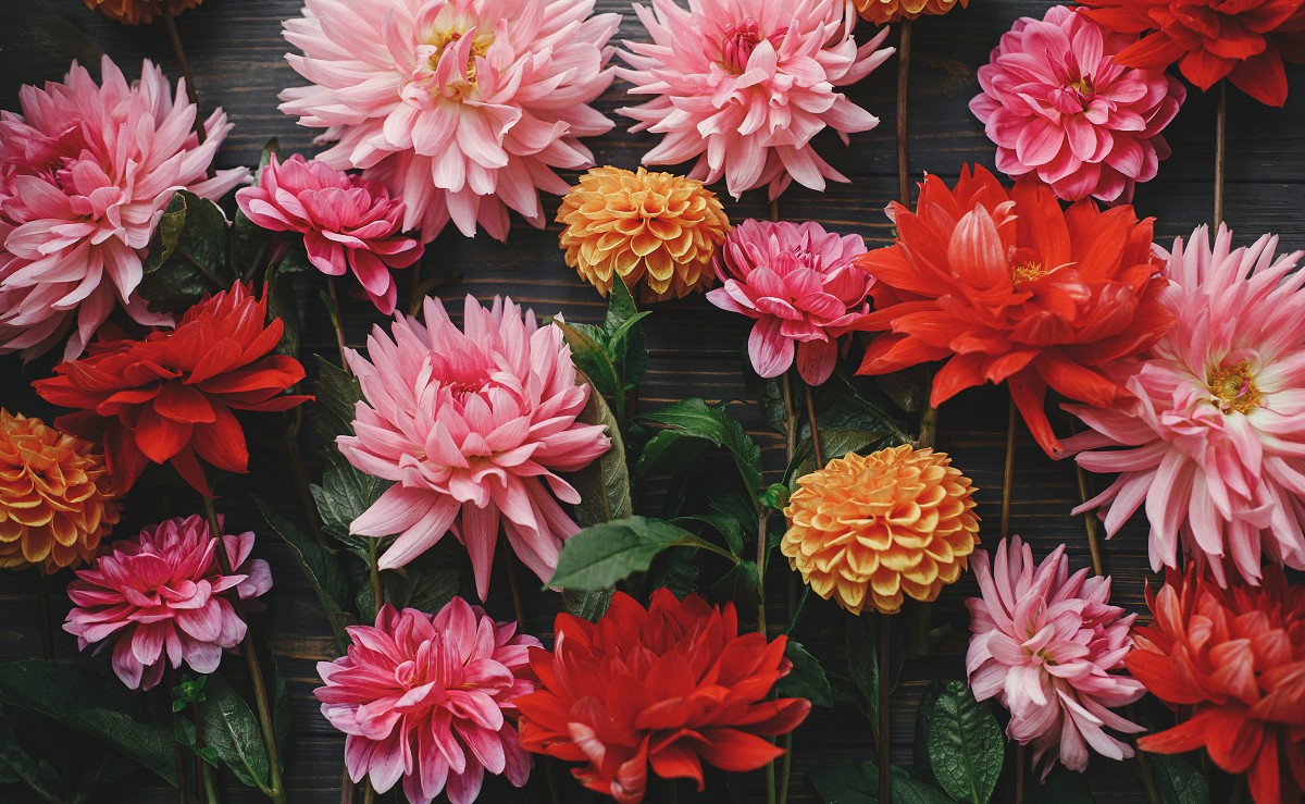 juneflowers